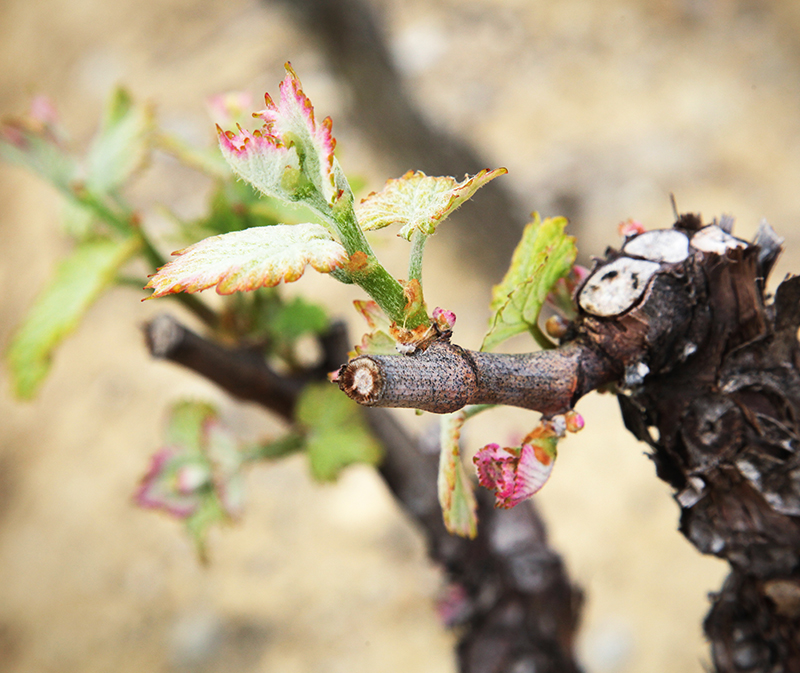 Vignes de Maison Aguila et leur terroir