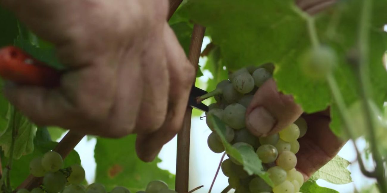 Les vendanges chez Maison Aguila, récolte réalisée uniquement à la main