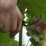 Les vendanges chez Maison Aguila, récolte réalisée uniquement à la main