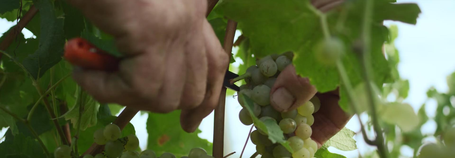 Les vendanges chez Maison Aguila, récolte réalisée uniquement à la main