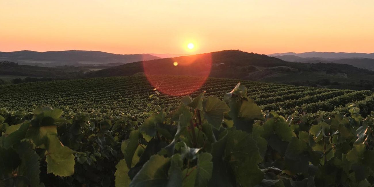 Couché de soleil sur le terroir de Maison Aguila