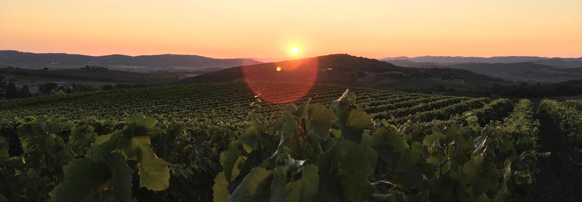 Couché de soleil sur le terroir de Maison Aguila