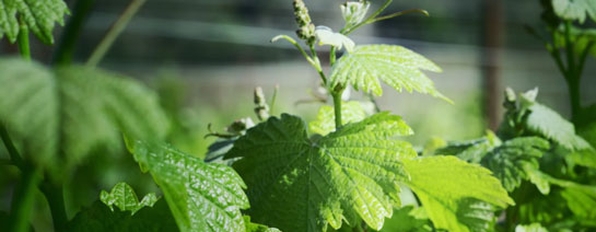 Maison Aguila s'engage pour une agriculture respectueuse de l'environnement