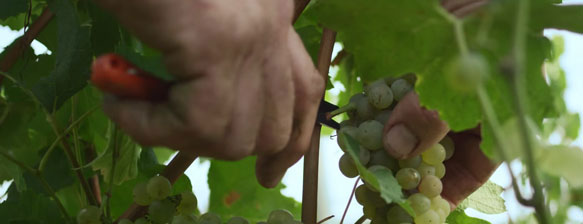 Les vendanges chez Maison Aguila, récolte réalisée uniquement à la main