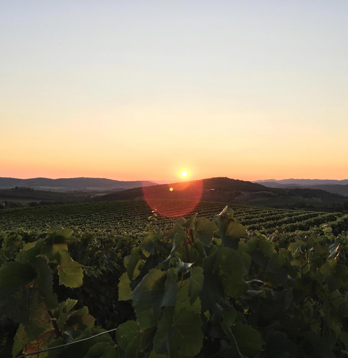 Couché de soleil sur le terroir de Maison Aguila